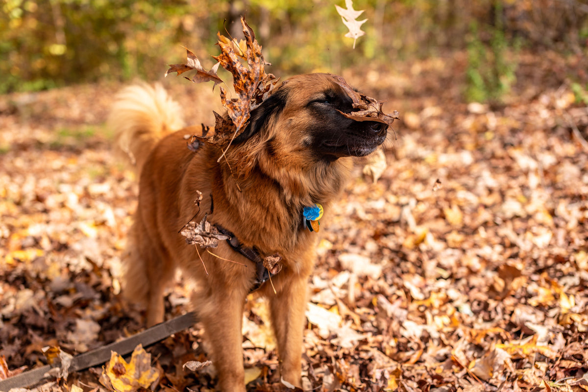 Fall Reset: 7 Easy Ways to Keep Your Dog Enriched as Routines Change