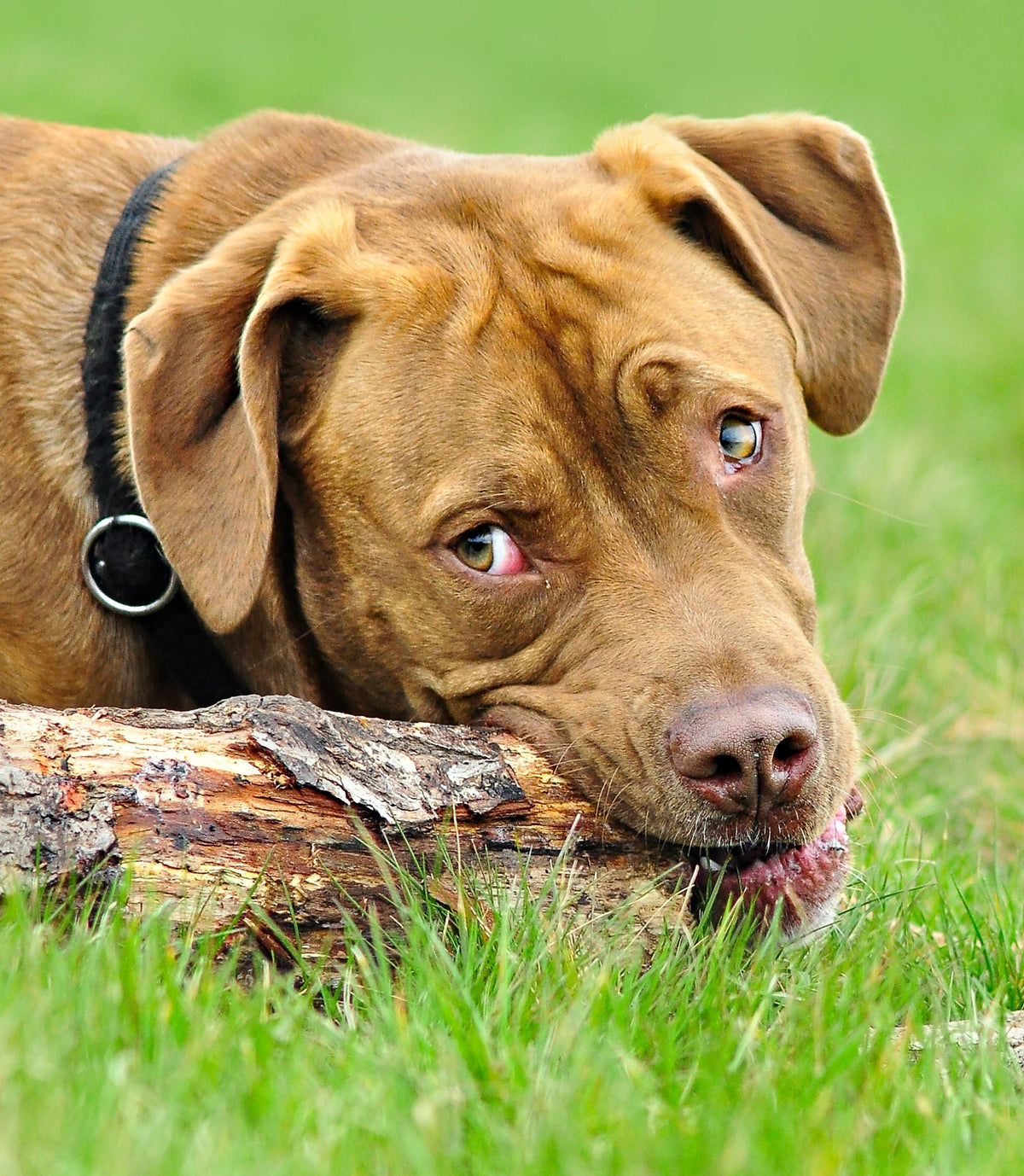 My Dog Destroys Every Toy: How to Choose a Chew for an Aggressive Chewer