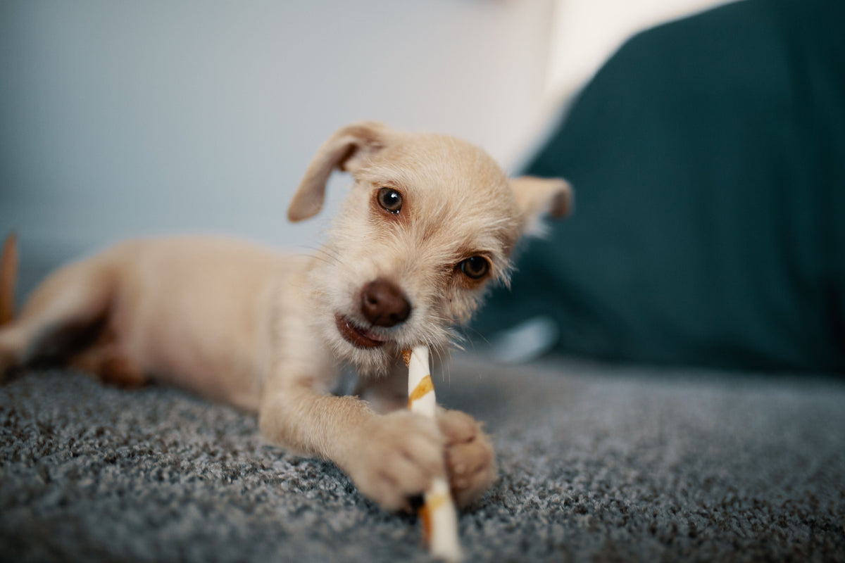 The Benefits of Multi-Density Chew Sticks for Puppies