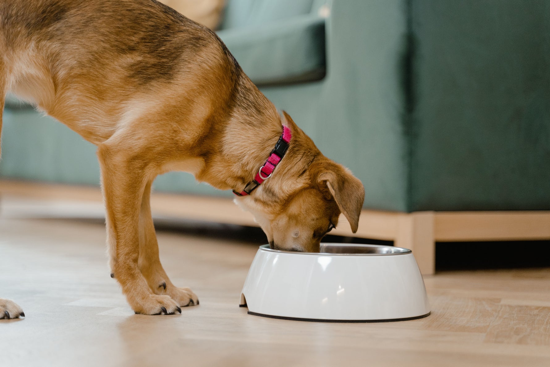 What Can My Dog Chew During an Elimination Diet?