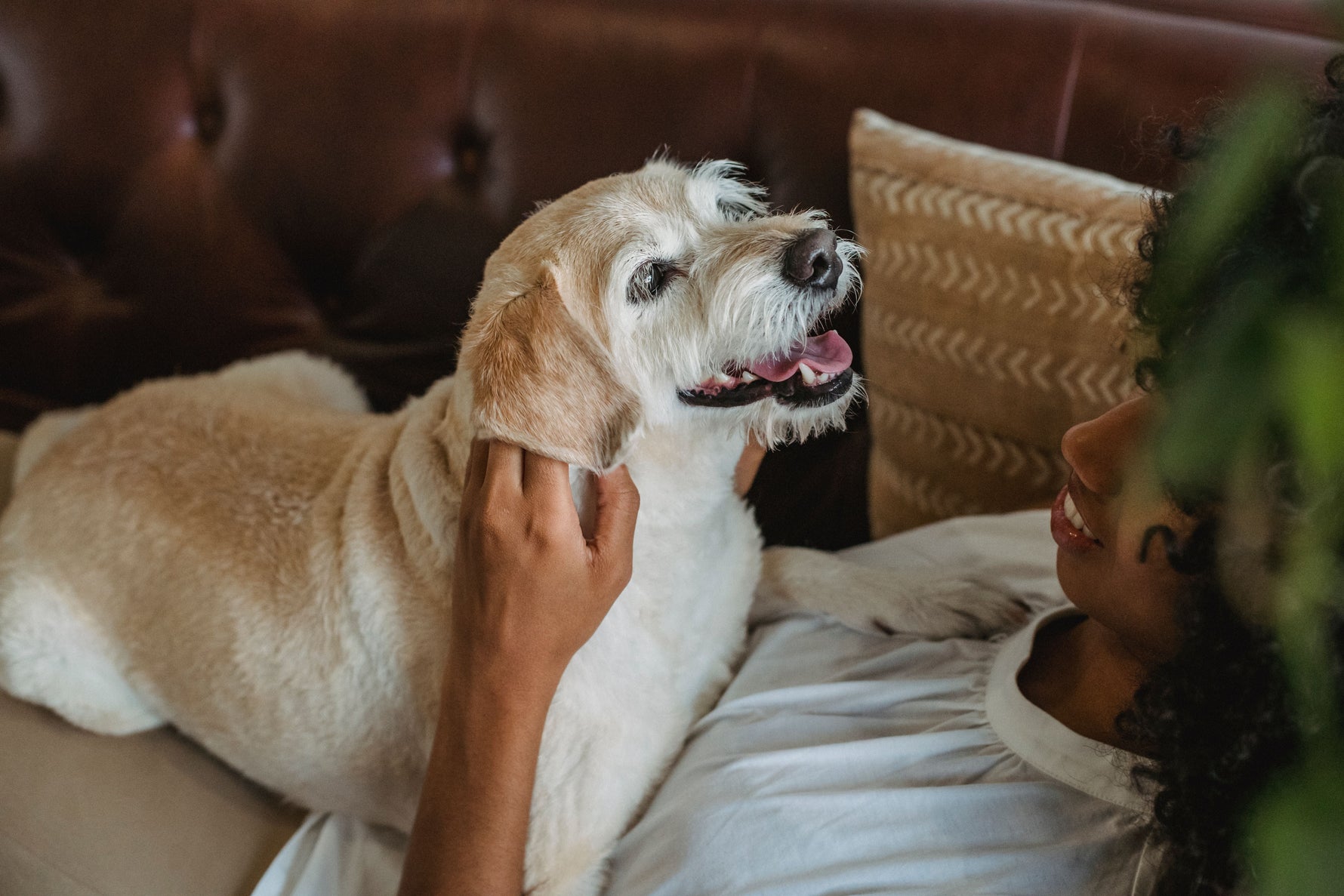 Chicken-Free Isn't the Same as Animal-Protein-Free: What Dog Owners Should Know