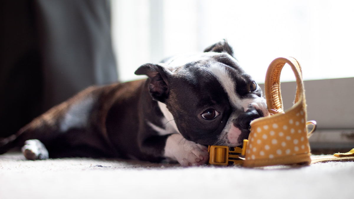 Puppy Teething 101: What Should a Teething Puppy Chew?