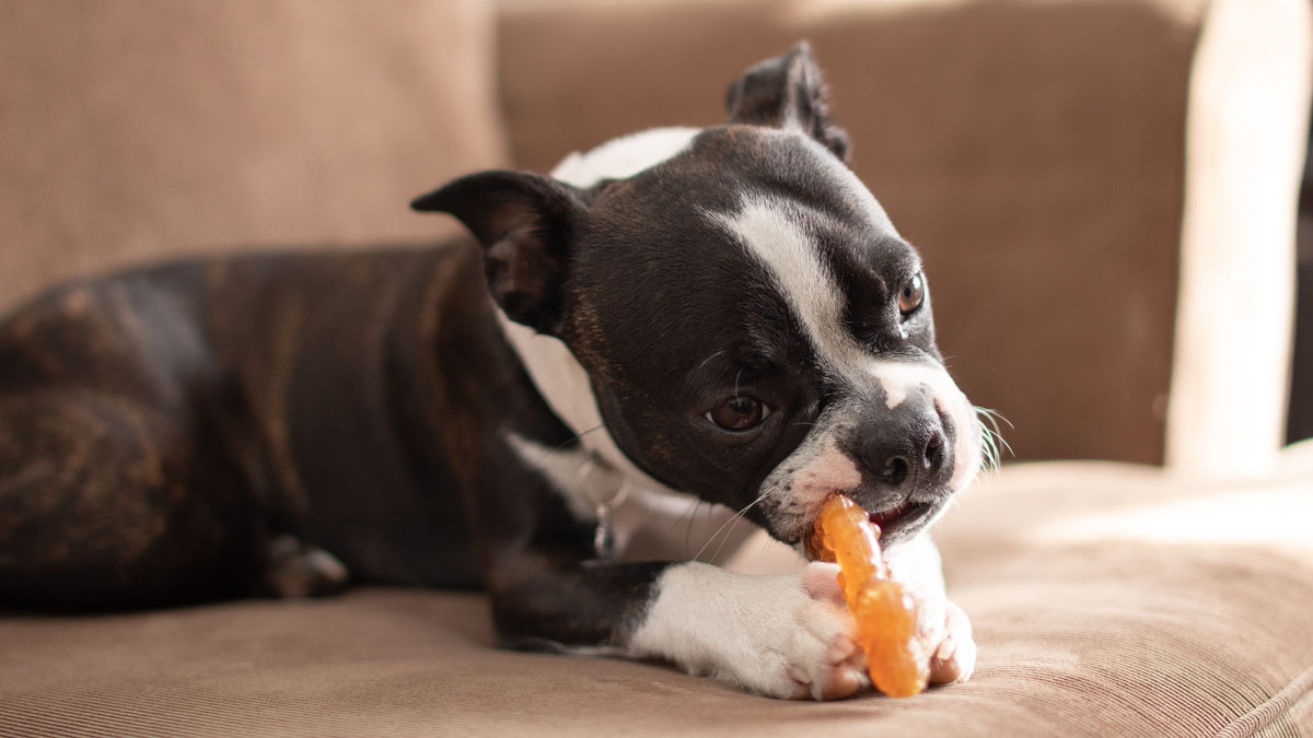 The Benefits of Using Puppy Teething Rings During Training