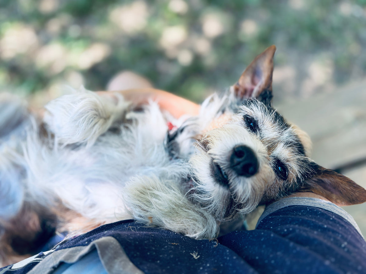 Chew Toys for Senior Dogs: How to Pick the Best Toy For Your Senior Dog