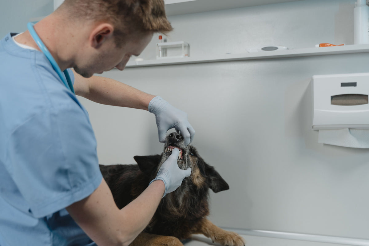 5 Best Vet-Recommended Dog Chews