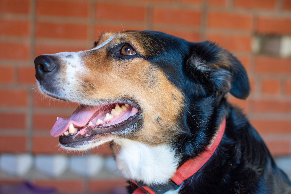 How to Give Your Dog the Best Oral Health Care?