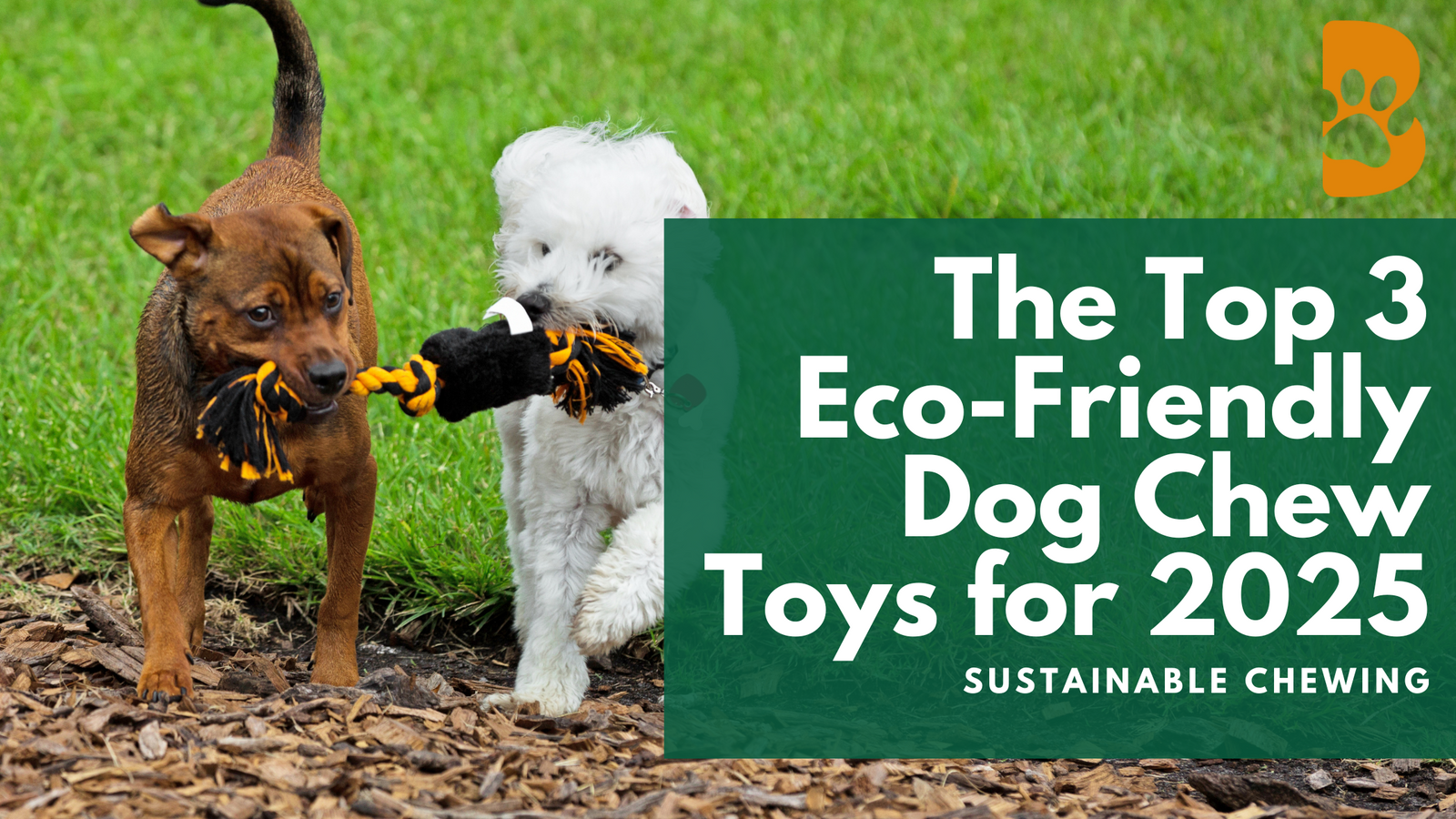 Sustainable Chewing: The Top 3 Eco-Friendly Dog Chew Toys for 2025