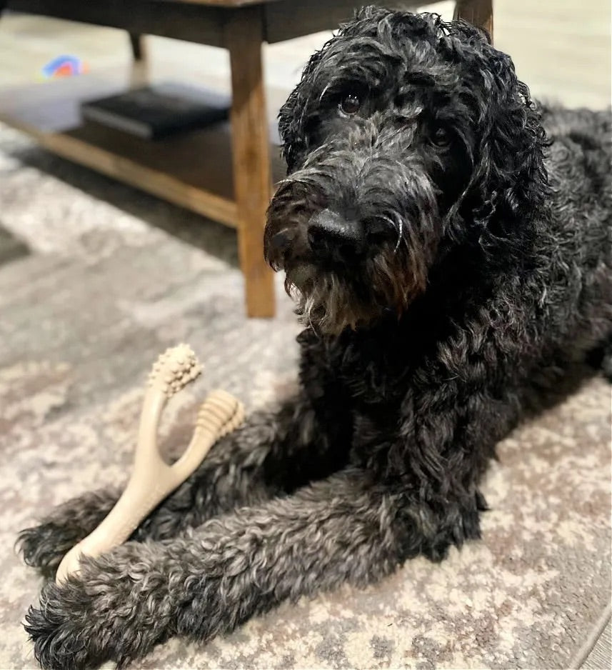 best labradoodle dog bone