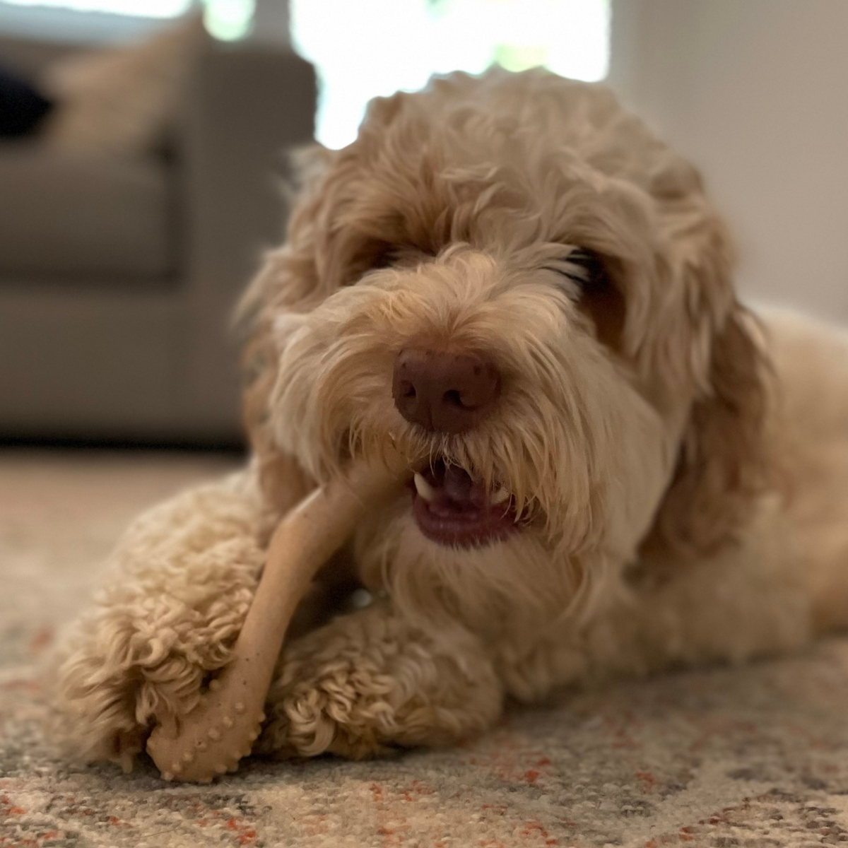 BetterBone HARD- Tough, SUPER Durable All-Natural, Dog Chews - For Aggressive Chewers.