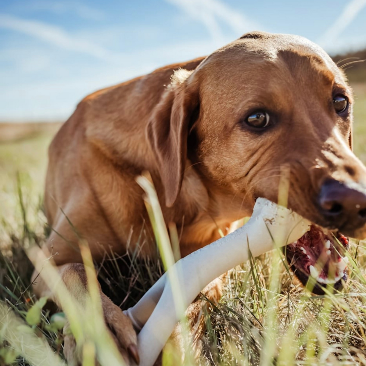 BetterBone Hard Density- Tough, SUPER Durable All-Natural, Dog Chews - For Aggressive Chewers.