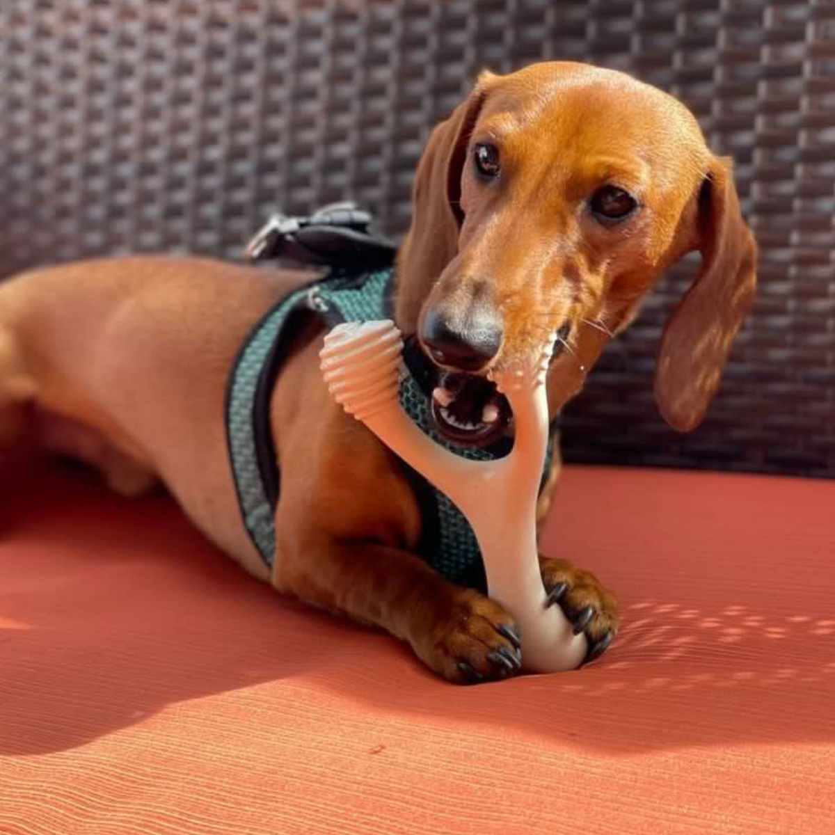 Chews for aggressive shop chewers