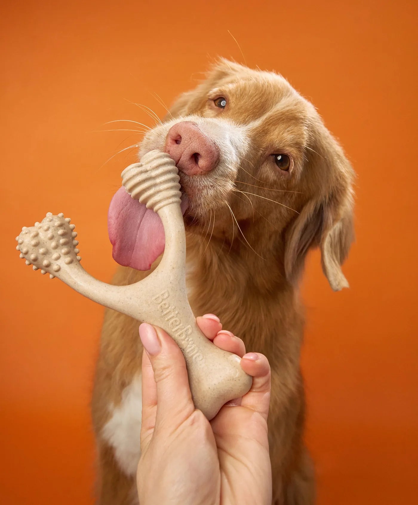 Dog chewing a BetterBone